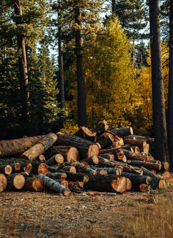 Freshly cut hardwood timber stacked at a harvest site